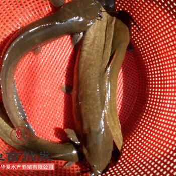 塘鯴魚苗批發佈崗水產塘鯴魚苗銷售廣東省廣州市漁場直銷